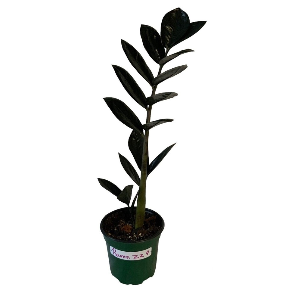 Black Raven ZZ Plant - Fully Rooted Houseplant